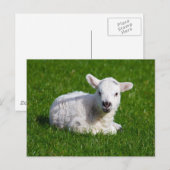 Nieuw - geboren leuk lam op groen gras briefkaart (Voorkant / Achterkant)