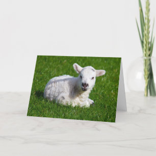 Nieuw - geboren leuk lam op groen gras kaart
