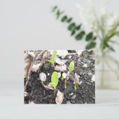 Nieuw gesproete zaailingen briefkaart (Staand voorkant)