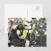 Nieuw gesproete zaailingen briefkaart (Voorkant / Achterkant)