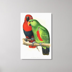 Nieuw-Guinea Eclectus, papegaaien, Canvas Afdruk