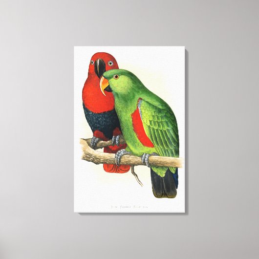 Nieuw-Guinea Eclectus, papegaaien, Canvas Afdruk (Voorkant)