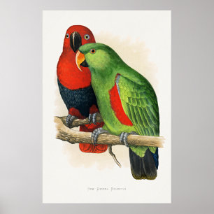 Nieuw-Guinea Eclectus, papegaaien, Poster