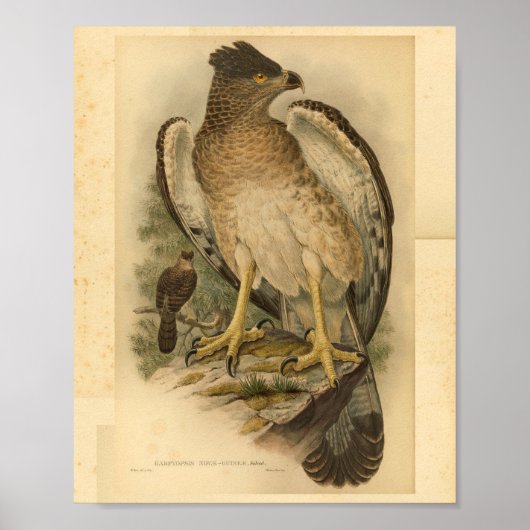 Nieuw-Guinea Harpy Eagle Bird  Print (Voorkant)