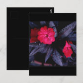 Nieuw-Guinea Impatiens keramische Tegel Briefkaart (Voorkant / Achterkant)