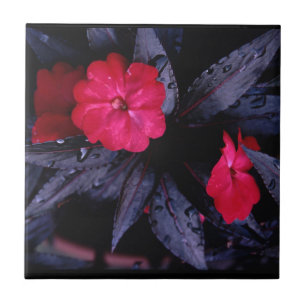 Nieuw-Guinea Impatiens keramische tegel Tegeltje