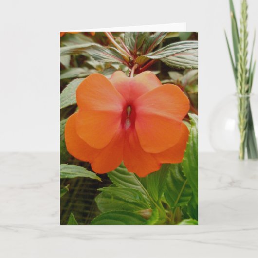 Nieuw-Guinea Impatiens Oranje Note Kaart (Voorkant)