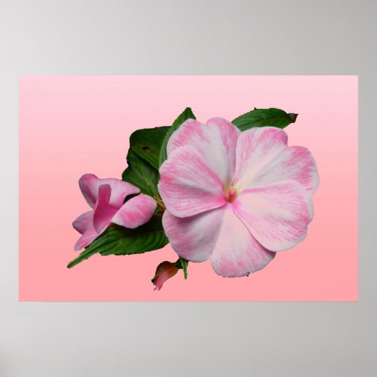 Nieuw-Guinea Impatiens roze en wit Poster (Voorkant)