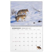 Nieuw! 'Ik ben Coyote' 2026 kalender (Feb 2027)