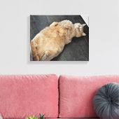 Nieuw Kat, kat op haar rug, Tabby Canvas Afdruk (Insitu (Woonkamer))