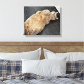 Nieuw Kat, kat op haar rug, Tabby Canvas Afdruk (Insitu (Slaapkamer))