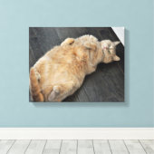 Nieuw Kat, kat op haar rug, Tabby Canvas Afdruk (Insitu (Houten vloer))