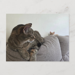 Nieuw katje Ansichtkaart Briefkaart