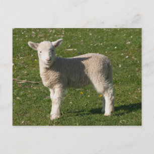 Nieuw Lam, nabij Dunedin, Zuidereiland, Nieuw Briefkaart