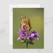 nieuw - mexico , verenigde staten van amerika briefkaart (Voorkant / Achterkant)