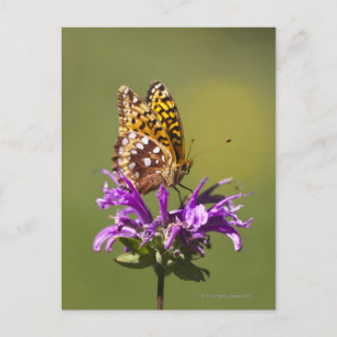 nieuw - mexico , verenigde staten van amerika briefkaart