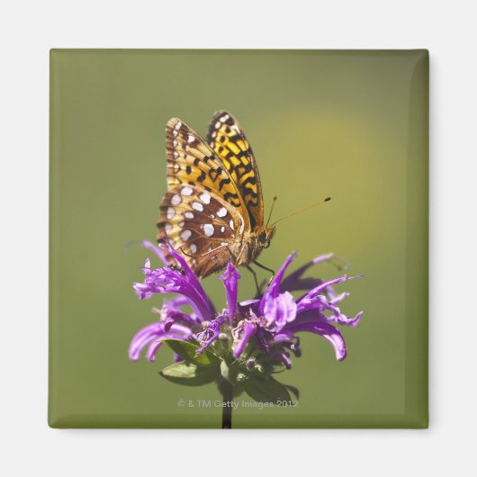 nieuw - mexico , verenigde staten van amerika magneet (Voorkant)