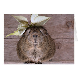 Nieuw Pet Guinee Pig