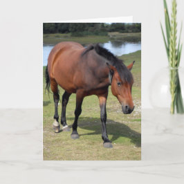 Nieuw Pony blanco bos Kaart