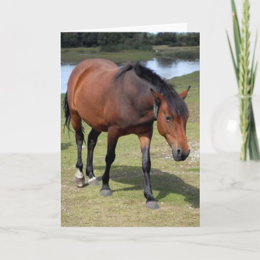 Nieuw Pony blanco bos Kaart (Voorkant)