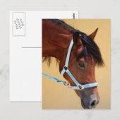 Nieuw Pony Briefkaart (Voorkant / Achterkant)