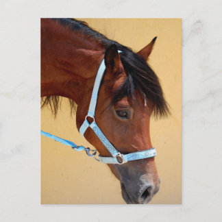 Nieuw Pony Briefkaart