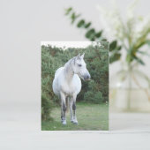 nieuw pony briefkaart (Staand voorkant)