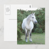 nieuw pony briefkaart (Voorkant / Achterkant)