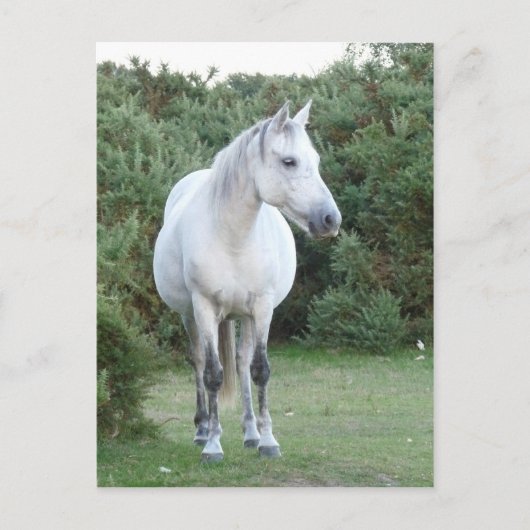 nieuw pony briefkaart (Voorkant)