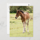 Nieuw Pony Briefkaart (Voorkant / Achterkant)