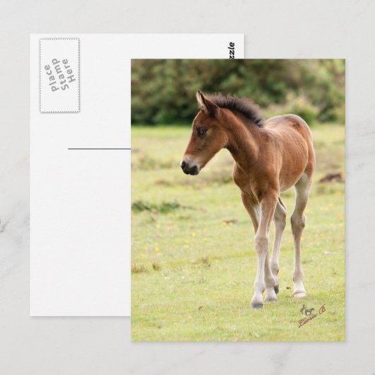 Nieuw Pony Briefkaart (Voorkant / Achterkant)