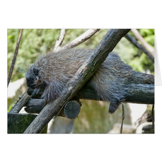 Nieuw Wereld Porcupine (Voorkant Horizontaal)