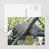 Nieuw Wereld Porcupine Briefkaart (Voorkant / Achterkant)