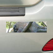 Nieuw wereld stekelvarken bumpersticker (Op auto)