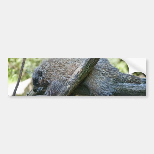 Nieuw wereld stekelvarken bumpersticker (Voorkant)