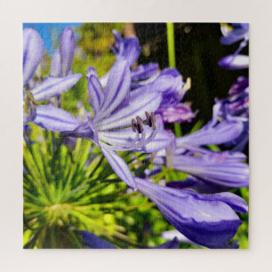 Nieuw-Zeeland Agapanthus Violet Flower Blooming Legpuzzel