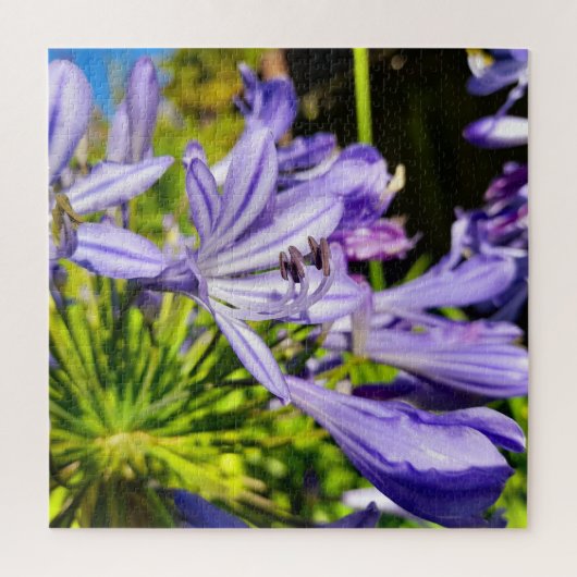 Nieuw-Zeeland Agapanthus Violet Flower Blooming Legpuzzel (Verticaal)
