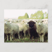 Nieuw-Zeeland Briefkaart (Voorkant)