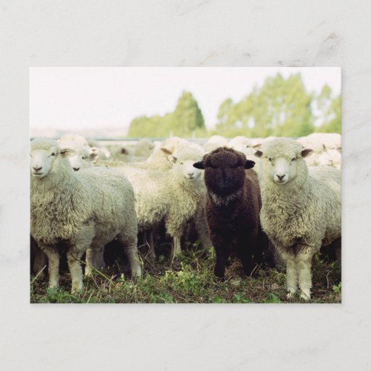 Nieuw-Zeeland Briefkaart (Voorkant)