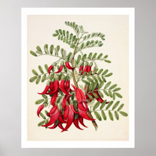 Nieuw-Zeeland Clianthus Puniceus Red Kowhai Poster