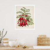 Nieuw-Zeeland Clianthus Puniceus Red Kowhai Poster (Keuken)