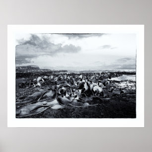 Nieuw-Zeeland, Curio Bay en de kust van Catalonië Poster