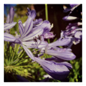 Nieuw-Zeeland Floral Agapanthus Violet Blossom Perfect Poster (Voorkant)