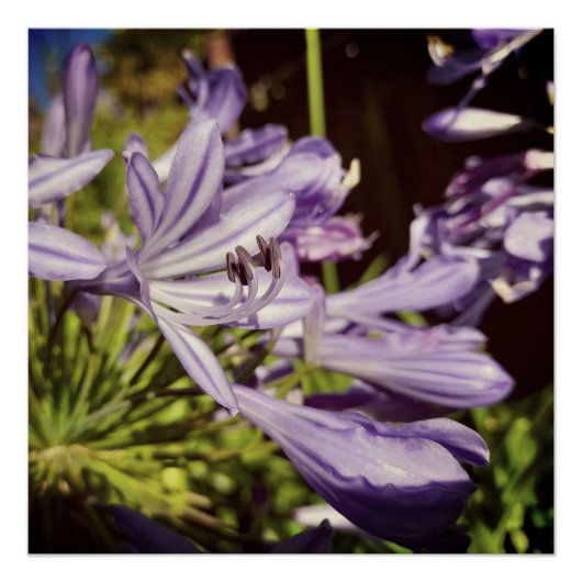 Nieuw-Zeeland Floral Agapanthus Violet Blossom Perfect Poster (Voorkant)
