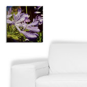 Nieuw-Zeeland Floral Agapanthus Violet Blossom Perfect Poster