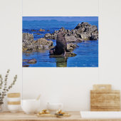 Nieuw-Zeeland Fur Seal Poster (Keuken)