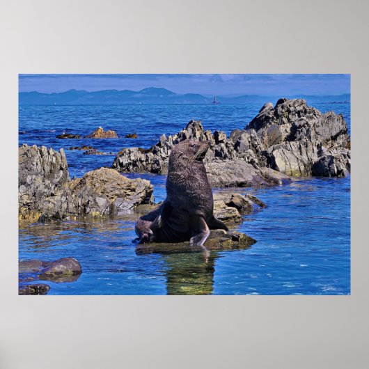 Nieuw-Zeeland Fur Seal Poster (Voorkant)