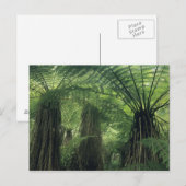 Nieuw-Zeeland, Haast Valley, Westland, Zachte boom Briefkaart (Voorkant / Achterkant)