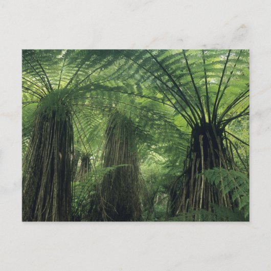 Nieuw-Zeeland, Haast Valley, Westland, Zachte boom Briefkaart (Voorkant)