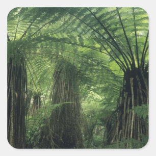 Nieuw-Zeeland, Haast Valley, Westland, Zachte boom Vierkante Sticker